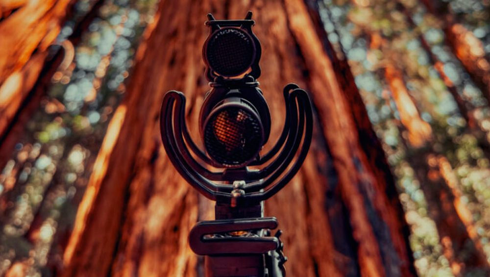 afial-magnetron-sennheiser-sonido-arboles Capturando el paisaje sonoro atemporal de los árboles más altos del mundo