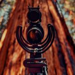 Capturando el paisaje sonoro atemporal de los árboles más altos del mundo